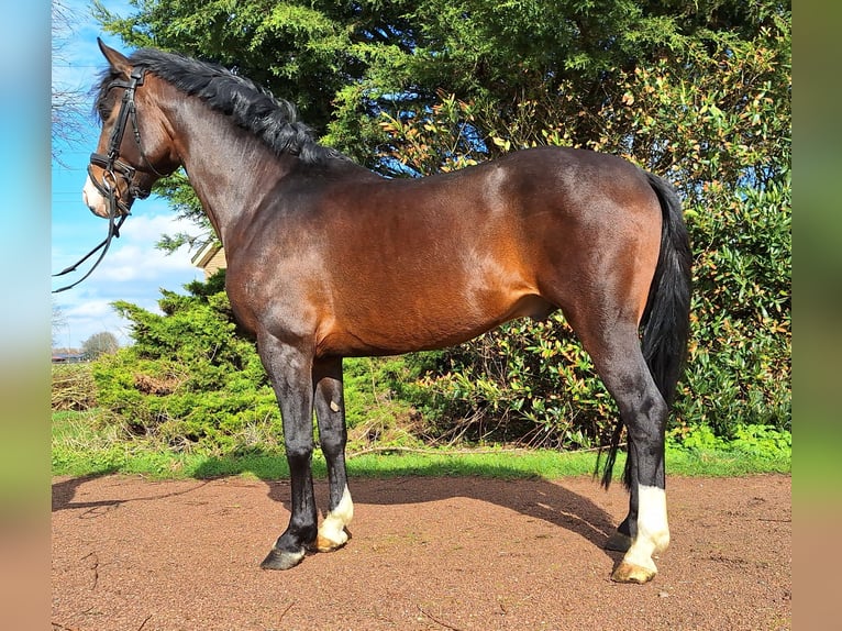 KWPN Gelding 5 years 15,2 hh Brown in Oterleek