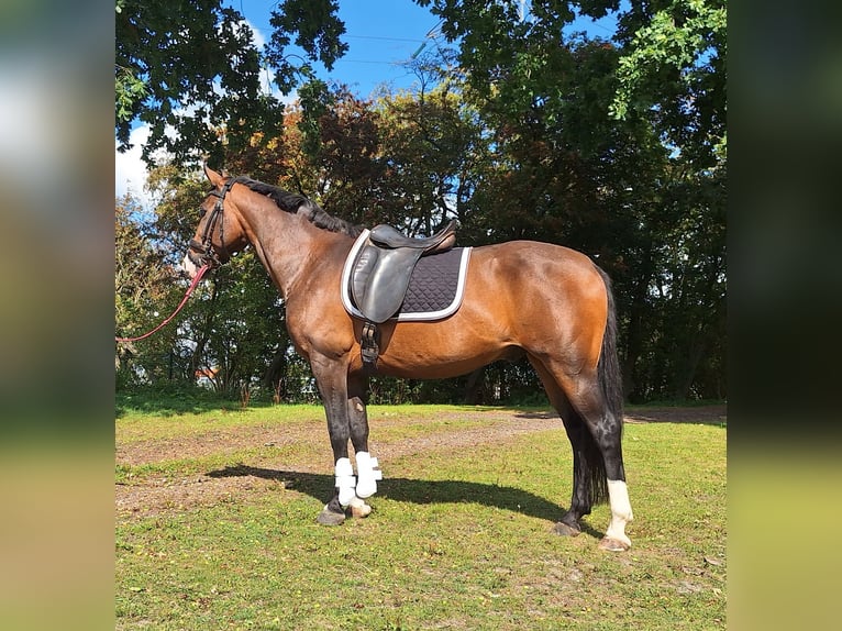 KWPN Gelding 5 years 15,2 hh Brown in Oterleek
