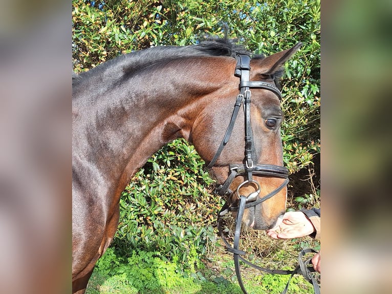 KWPN Gelding 5 years 15,2 hh Brown in Oterleek