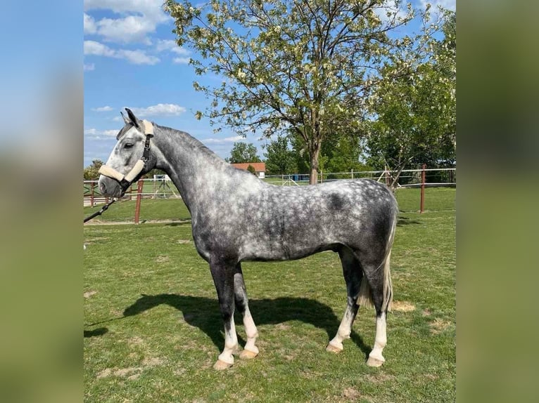 KWPN Gelding 5 years 15,2 hh Gray in Tass