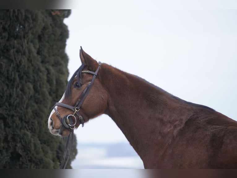 KWPN Gelding 5 years 15,3 hh Brown in Lengdorf