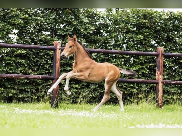 KWPN Gelding 5 years 16,1 hh Bay-Dark in Hem