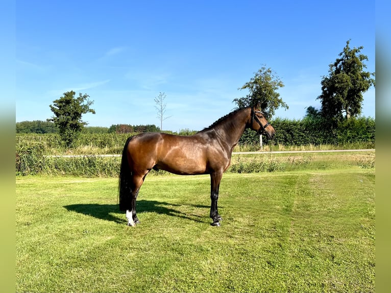 KWPN Gelding 5 years 16,1 hh Bay-Dark in Hem