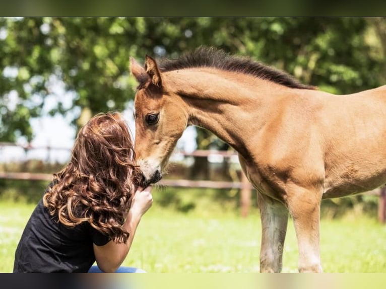 KWPN Gelding 5 years 16,1 hh Bay-Dark in Hem