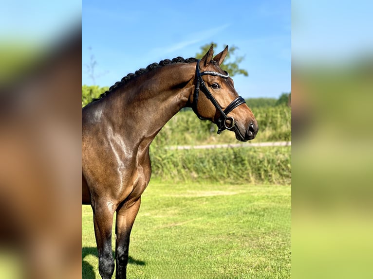 KWPN Gelding 5 years 16,1 hh Bay-Dark in Hem