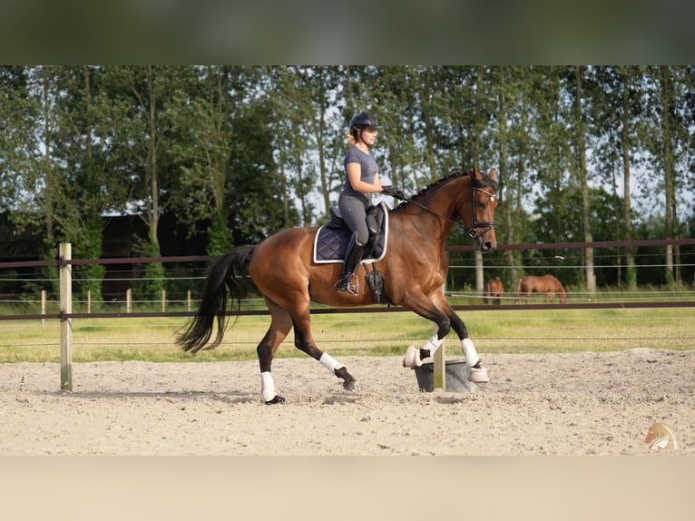 KWPN Gelding 5 years 16,1 hh Bay-Dark in Jabbeke