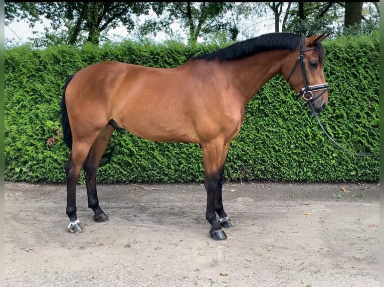 KWPN Gelding 5 years 16,1 hh Bay-Dark in Veldhoven