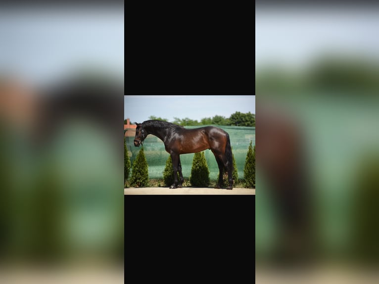 KWPN Gelding 5 years 16.1 hh Bay-Dark in Abstatt