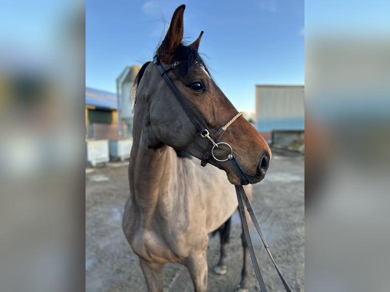 KWPN Gelding 5 years 16,1 hh Bay-Dark in Oud Gastel