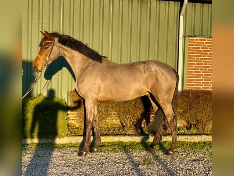 KWPN Gelding 5 years 16,1 hh Bay-Dark in Oud Gastel