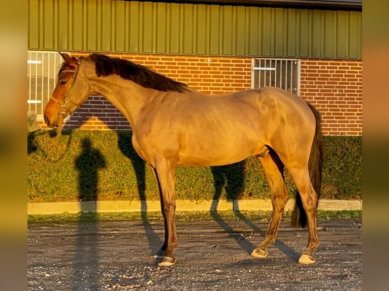 KWPN Gelding 5 years 16,1 hh Bay-Dark in Oud Gastel