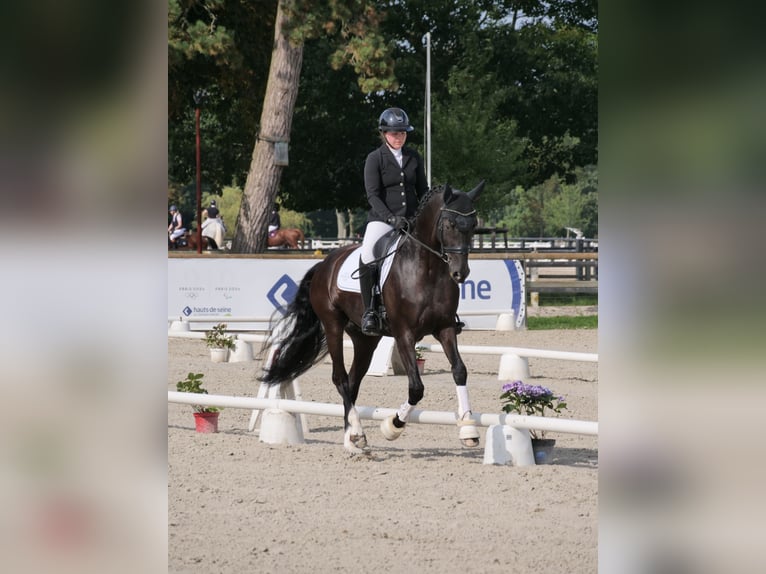 KWPN Gelding 5 years 16,1 hh Black in Flexanville