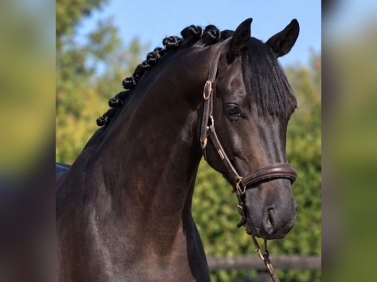 KWPN Gelding 5 years 16.1 hh Black in Határ utca 25