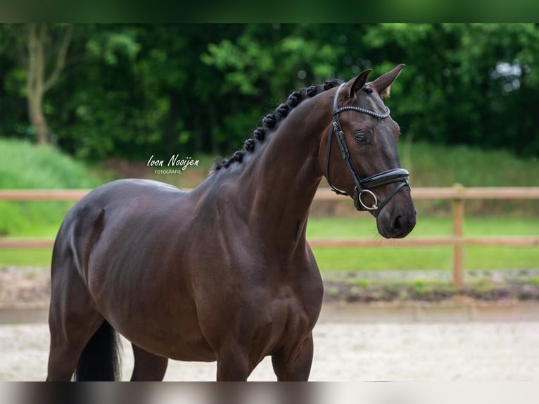 KWPN Gelding 5 years 16,1 hh Black in Horst