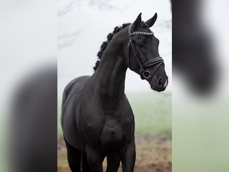 KWPN Gelding 5 years 16.1 hh Black in Peer
