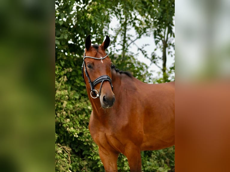 KWPN Gelding 5 years 16.1 hh Brown in Broek in Waterland
