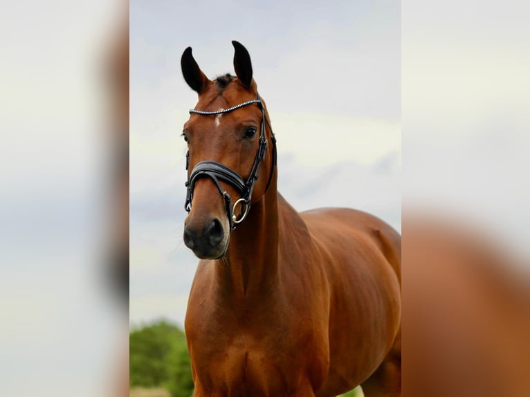 KWPN Gelding 5 years 16.1 hh Brown in Broek in Waterland