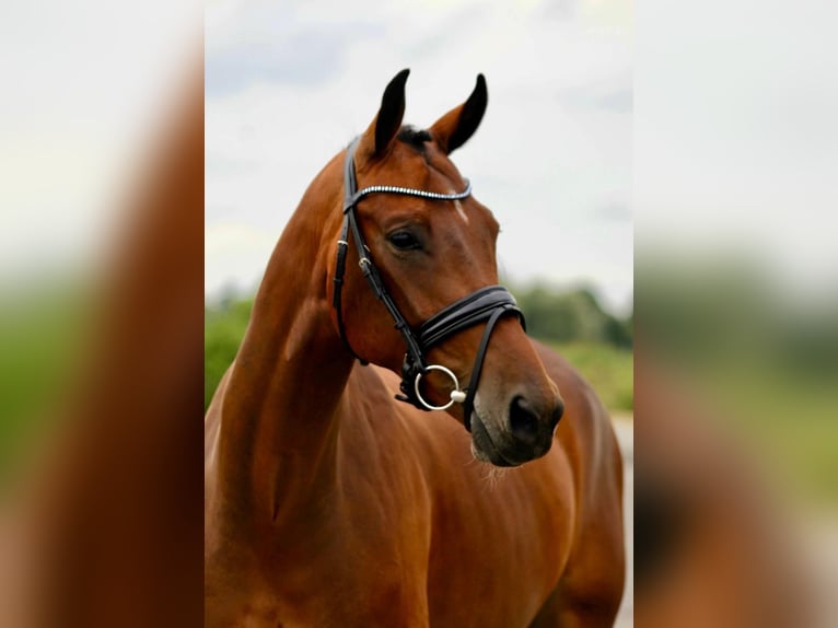 KWPN Gelding 5 years 16.1 hh Brown in Broek in Waterland
