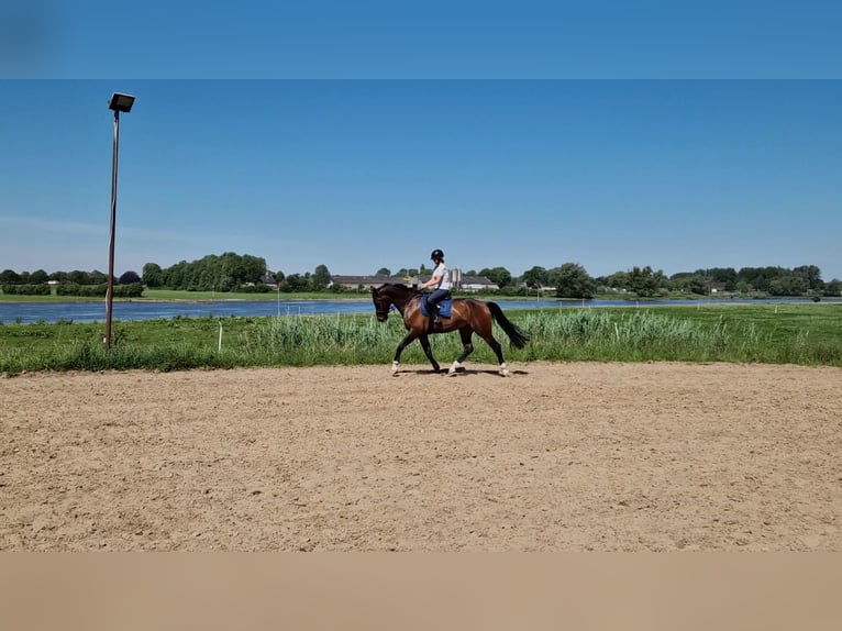 KWPN Gelding 5 years 16,1 hh Brown in Diepenveen