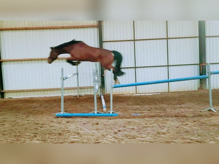 KWPN Gelding 5 years 16,1 hh Brown in Diepenveen