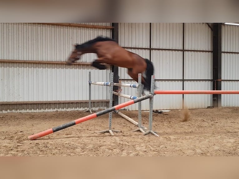 KWPN Gelding 5 years 16,1 hh Brown in Diepenveen