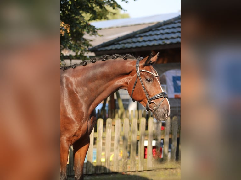 KWPN Gelding 5 years 16,1 hh Brown in Xanten