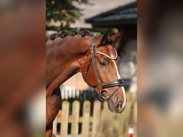 KWPN Gelding 5 years 16,1 hh Brown in Xanten