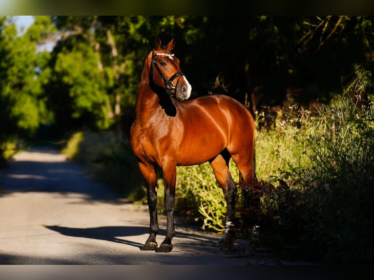 KWPN Gelding 5 years 16,1 hh Brown in Madrid