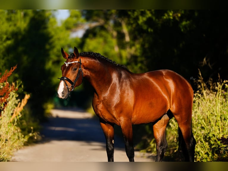 KWPN Gelding 5 years 16,1 hh Brown in Madrid