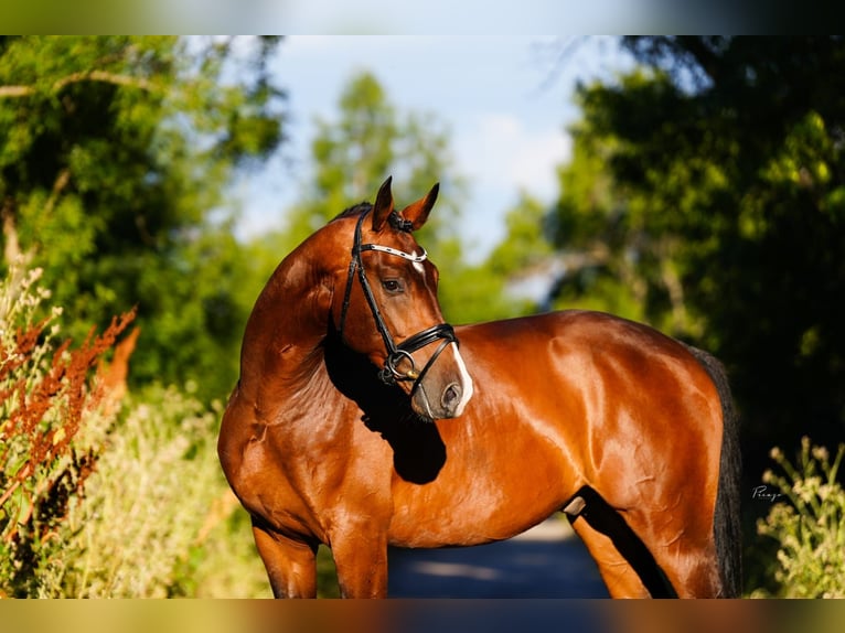 KWPN Gelding 5 years 16,1 hh Brown in Madrid