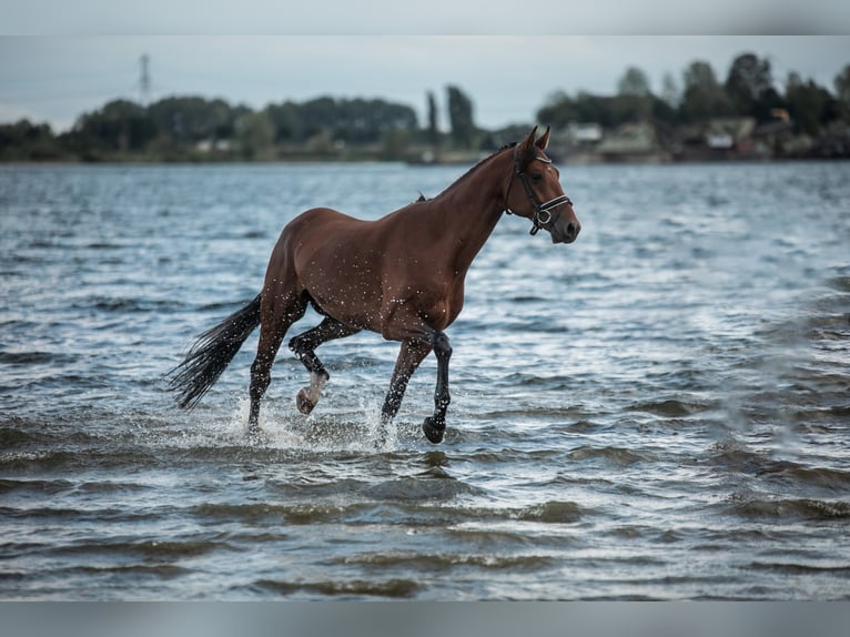KWPN Gelding 5 years 16,1 hh Brown in Kessenich