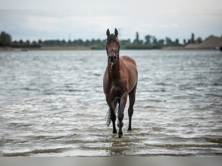 KWPN Gelding 5 years 16,1 hh Brown in Kessenich
