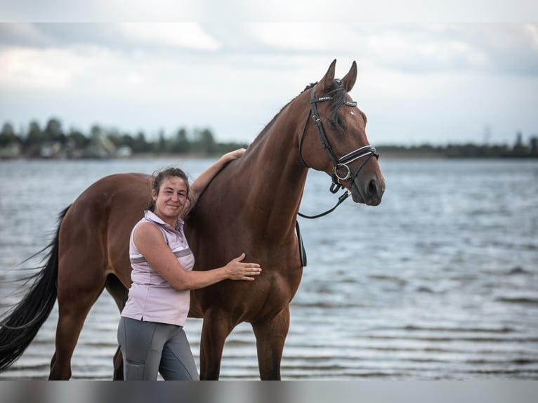 KWPN Gelding 5 years 16,1 hh Brown in Kessenich