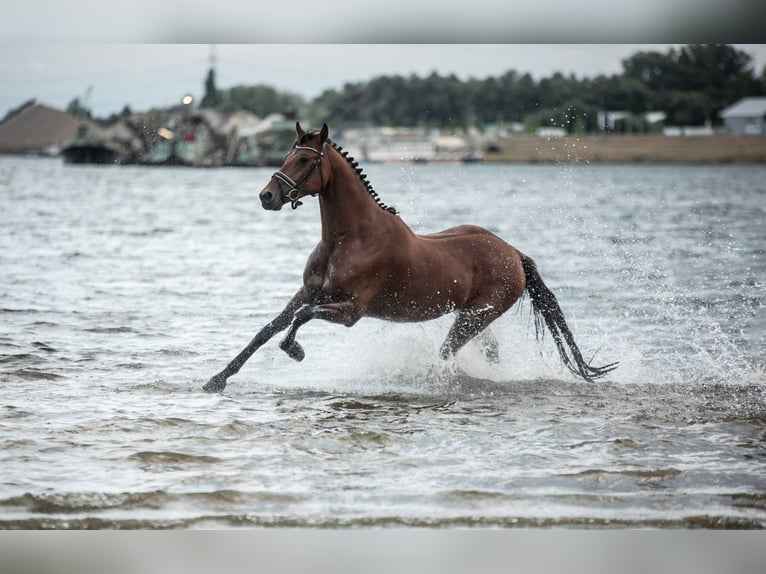 KWPN Gelding 5 years 16,1 hh Brown in Kessenich