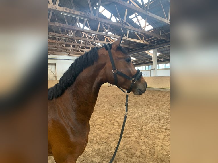 KWPN Gelding 5 years 16,1 hh Brown in Fränkisch-Crumbach