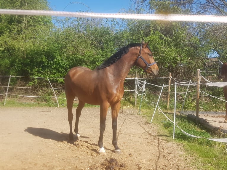 KWPN Gelding 5 years 16,1 hh Brown in Fränkisch-Crumbach