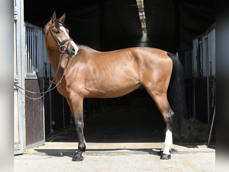 KWPN Gelding 5 years 16.1 hh Brown in Geilenkirchen