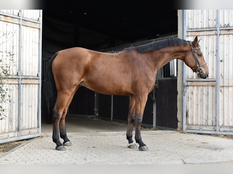 KWPN Gelding 5 years 16.1 hh Brown in Geilenkirchen