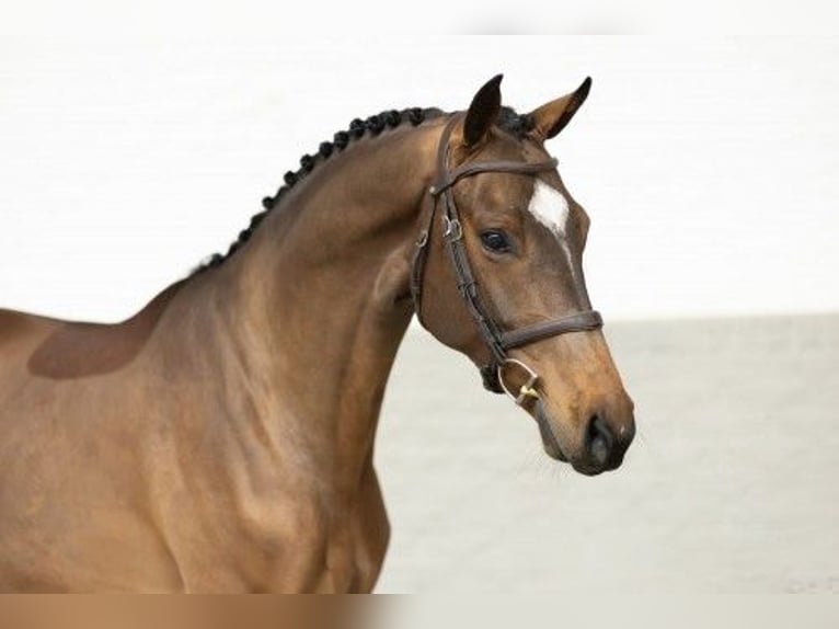 KWPN Gelding 5 years 16,1 hh Brown in Heerde