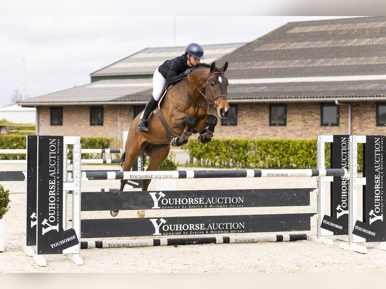 KWPN Gelding 5 years 16.1 hh Brown in Waddinxveen