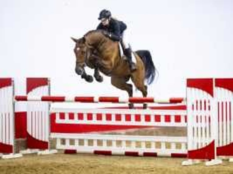 KWPN Gelding 5 years 16,1 hh Brown in Waddinxveen