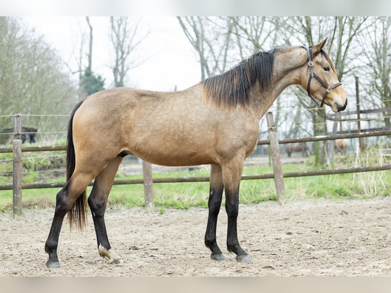 KWPN Gelding 5 years 16.1 hh Buckskin in Ulicoten