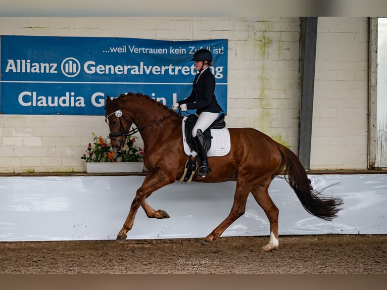 KWPN Gelding 5 years 16,1 hh Chestnut in Visbek