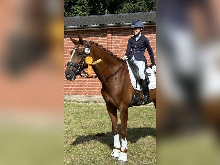 KWPN Gelding 5 years 16,1 hh Chestnut in Visbek