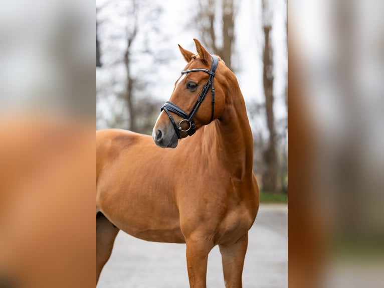 KWPN Gelding 5 years 16,1 hh Chestnut-Red in Dordrecht