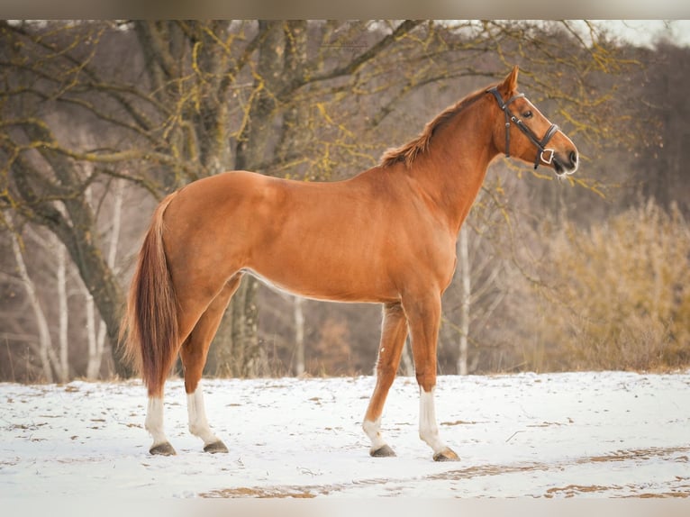 KWPN Gelding 5 years 16.1 hh Chestnut-Red in Poznań