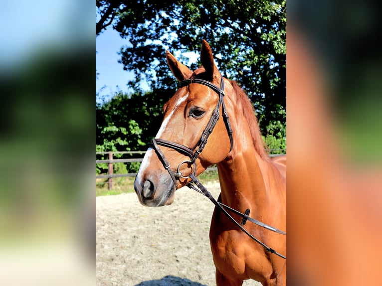 KWPN Gelding 5 years 16,1 hh Chestnut-Red in Meppen