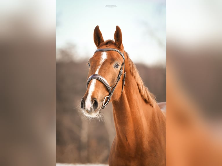 KWPN Gelding 5 years 16.1 hh Chestnut-Red in Poznań