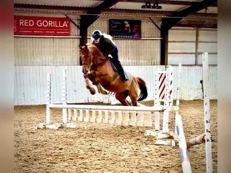 KWPN Gelding 5 years 16,1 hh Chestnut in Folkestone