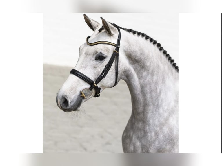 KWPN Gelding 5 years 16,1 hh Gray in El Molar